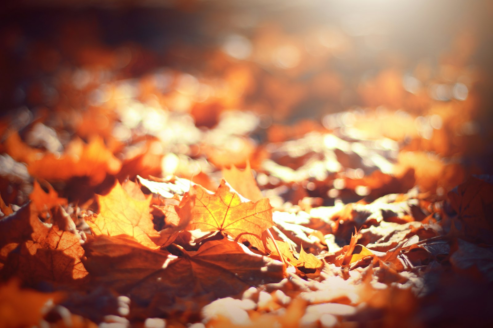 Close-up of glowing orange autumn leaves