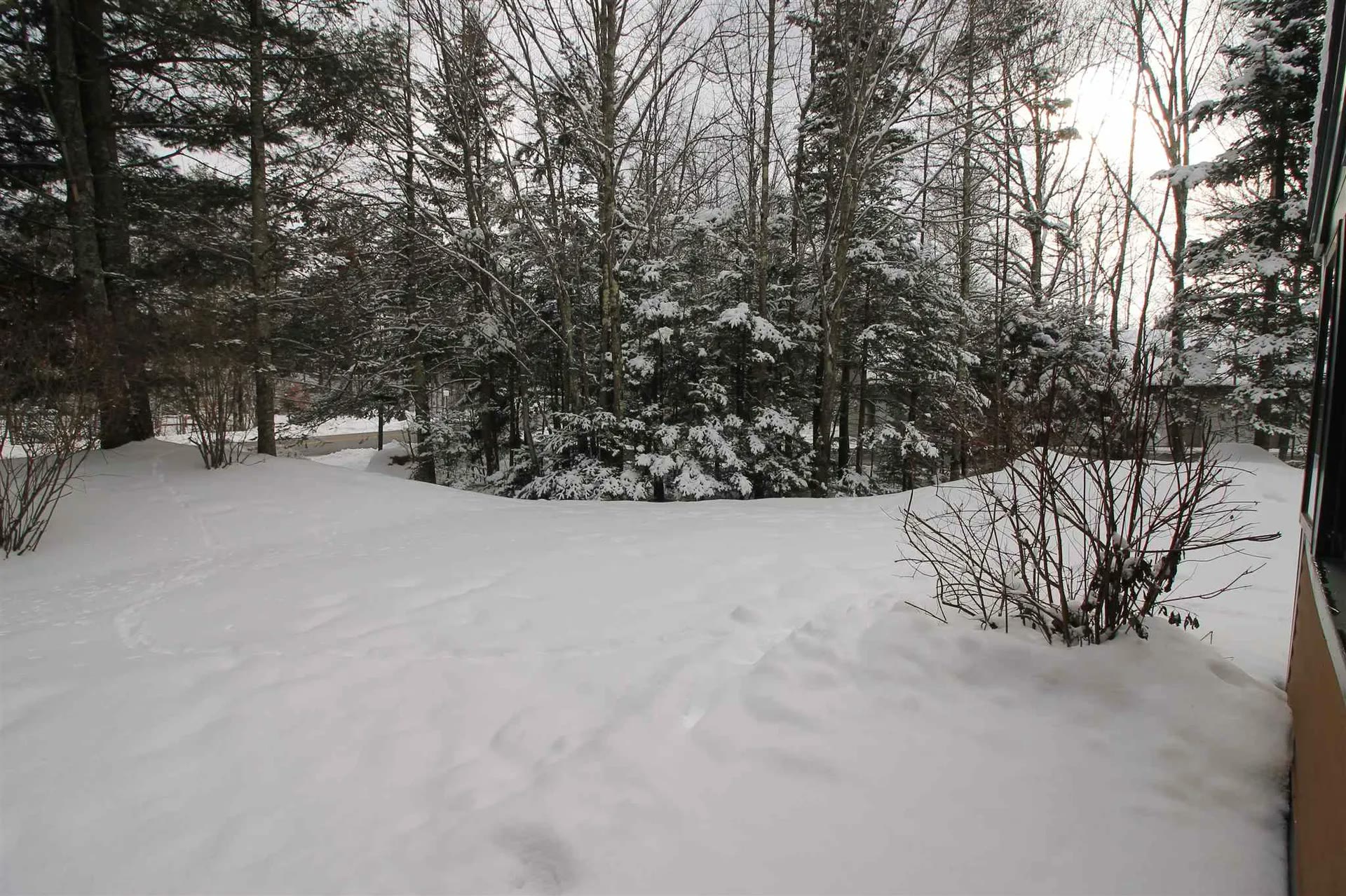 Snow-covered woods beside Mountain Sun Quarters